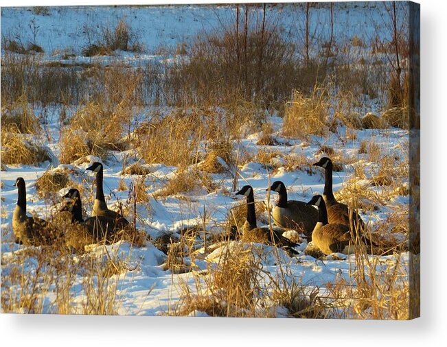 Canadian Geese Acrylic Print featuring the photograph Geese enjoying the snow by Jeanette Oberholtzer