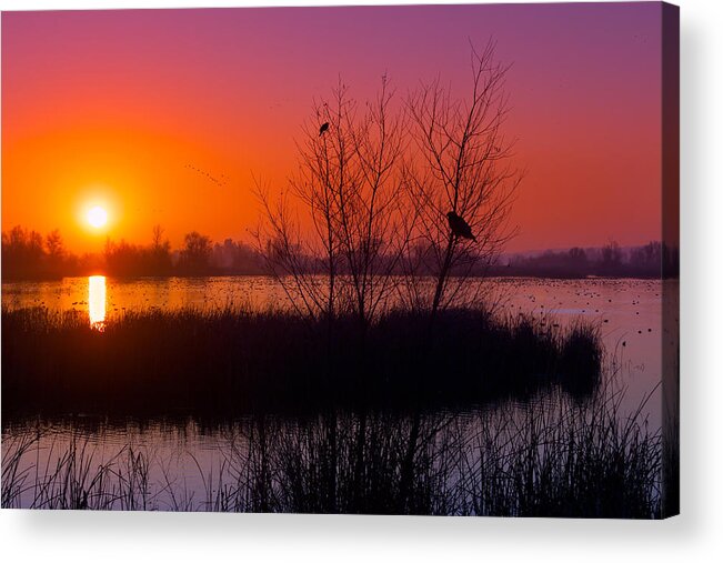 Dawn Acrylic Print featuring the photograph Geese Flying at Dawn by Kathleen Bishop