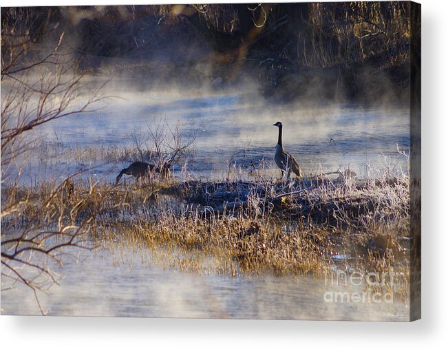 Canadian Geese Acrylic Print featuring the photograph Geese Taking a Break by Jennifer White