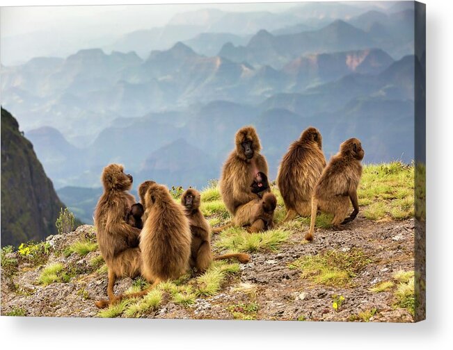 Africa Acrylic Print featuring the photograph Gelada Baboon Family On A Cliff Edge by Peter J. Raymond