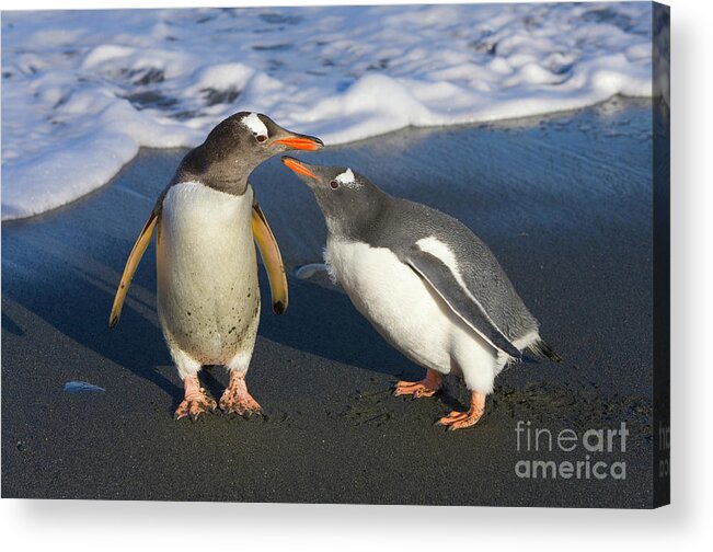 00345356 Acrylic Print featuring the photograph Gentoo Penguin Chick Begging For Food by Yva Momatiuk and John Eastcott