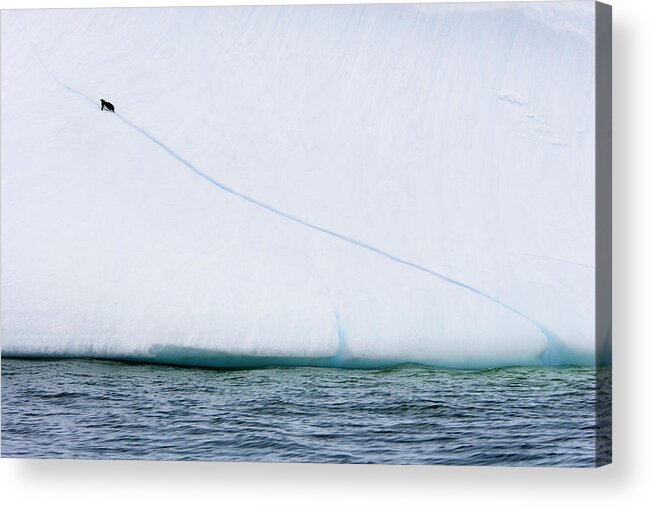 Gentoo Penguin Acrylic Print featuring the photograph Gentoo Penguin Climbing An Iceberg by William Ervin/science Photo Library