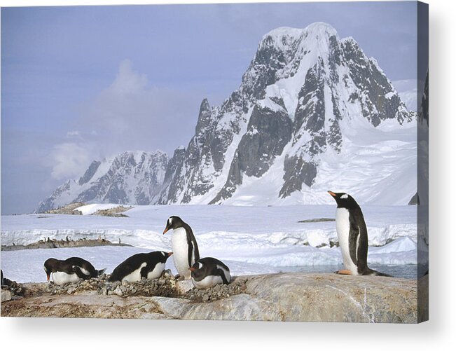 Feb0514 Acrylic Print featuring the photograph Gentoo Penguin Nesting Colony Antarctica by Tui De Roy