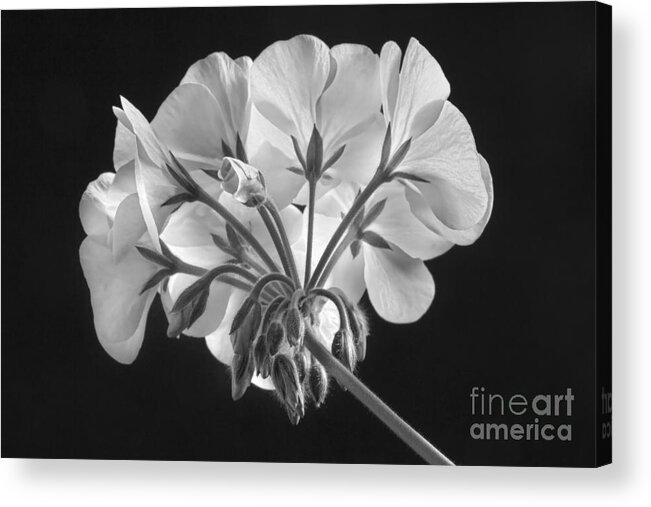 Geranium Acrylic Print featuring the photograph Geranium Flower In Progress Black and White by James BO Insogna