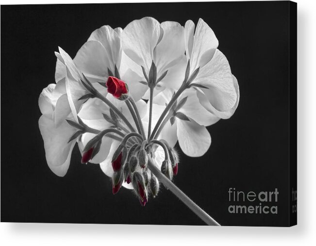 'red Geranium' Acrylic Print featuring the photograph Geranium Flower In Progress by James BO Insogna