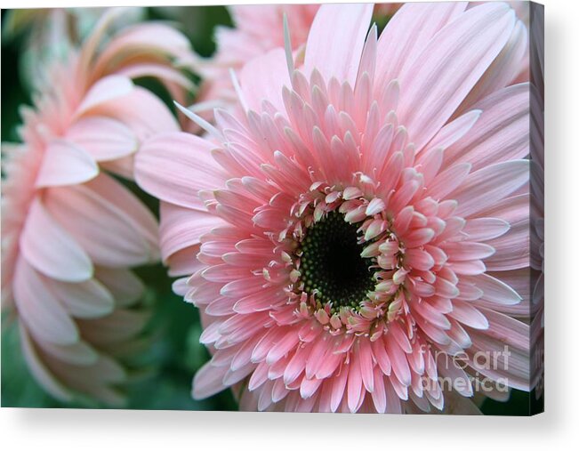 Floral Acrylic Print featuring the photograph Gerbera Explosion by Mary Lou Chmura