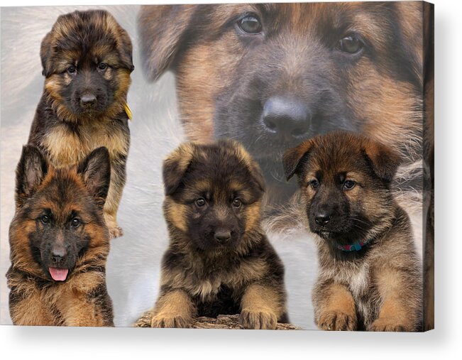 German Shepherd Puppy Acrylic Print featuring the photograph German Shepherd Puppy Collage by Sandy Keeton