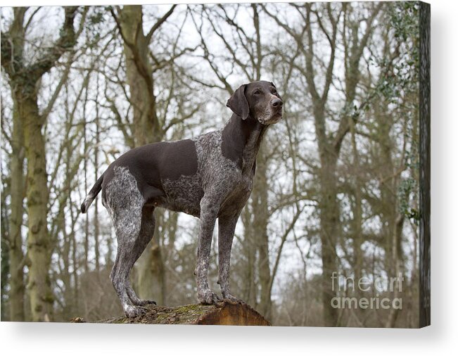 Dog Acrylic Print featuring the photograph German Short-haired Pointer by John Daniels