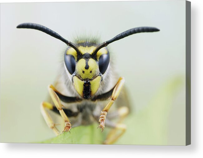 Bert Pijs Acrylic Print featuring the photograph German Wasp Noord-holland Netherlands by Bert Pijs