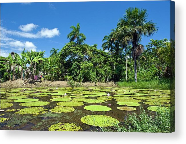Giant Amazon Water Acrylic Print featuring the photograph Giant Amazon Water Lily by Tony Camacho/science Photo Library