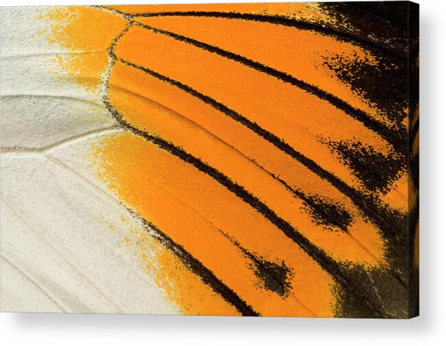 Insect Acrylic Print featuring the photograph Giant Orange-tip Butterfly Wing Markings by Nigel Downer