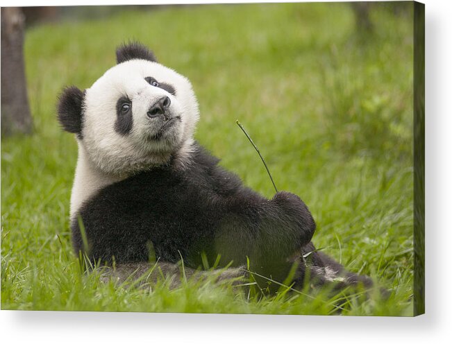Katherine Feng Acrylic Print featuring the photograph Giant Panda Cub Wolong National Nature by Katherine Feng