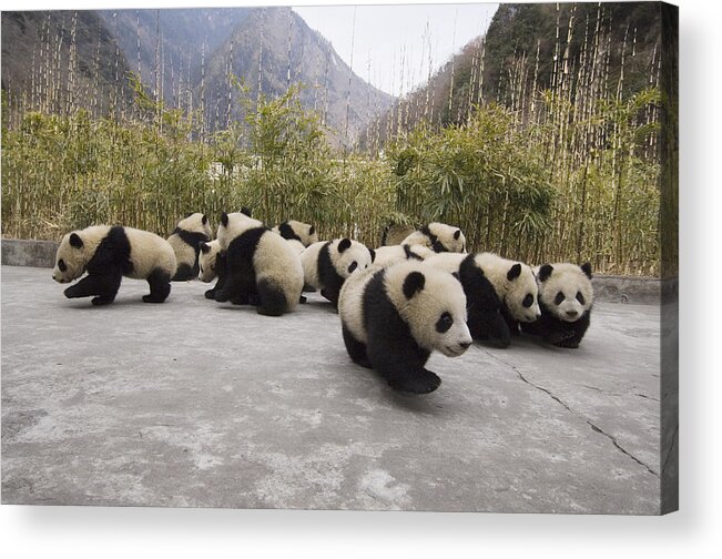 Feb0514 Acrylic Print featuring the photograph Giant Panda Cubs Wolong China by Katherine Feng