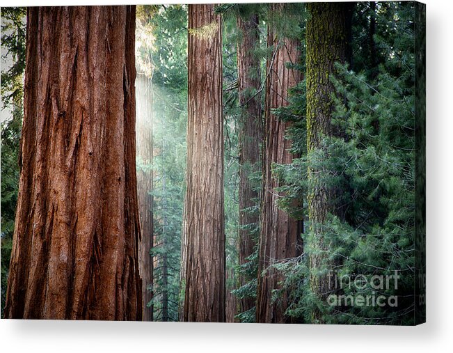 Ancient Acrylic Print featuring the photograph Giant Sequoias in early morning light by Jane Rix
