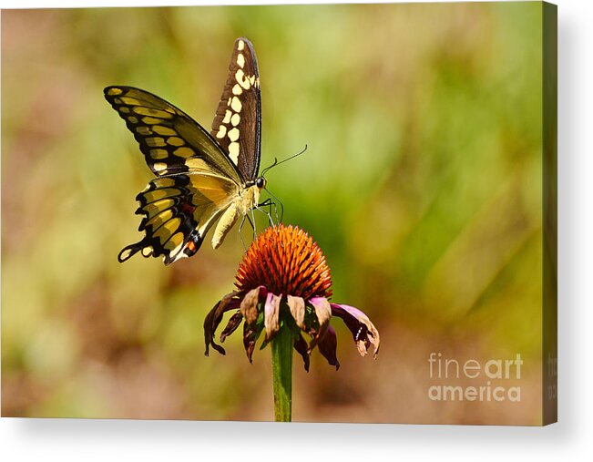 Butterfly Acrylic Print featuring the photograph Giant Swallowtail Butterfly by Kathy Baccari