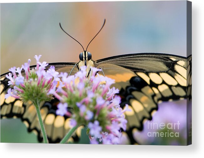 Color Acrylic Print featuring the photograph Giant swallowtail butterfly by Oscar Gutierrez