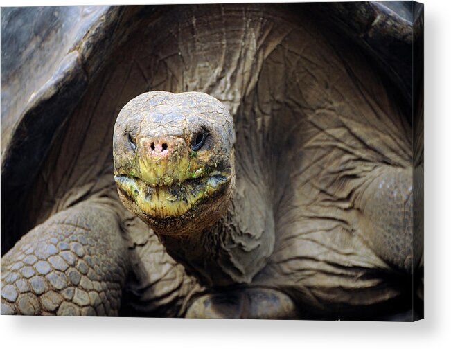 Animal Acrylic Print featuring the photograph Giant Tortoise Geochelone Elephantopus by Christian Heeb