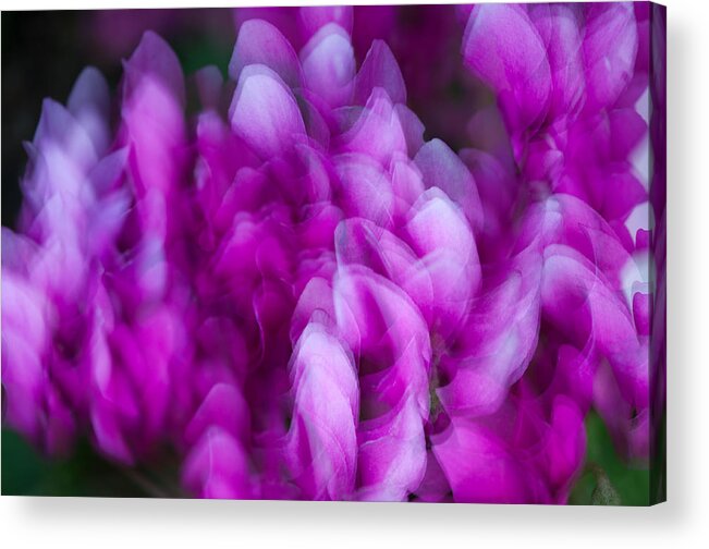 Multiple Exposure Acrylic Print featuring the photograph Ginter's Wonderful Petals by Georgette Grossman