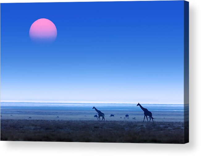 Giraffes Acrylic Print featuring the photograph Giraffes on salt pans of Etosha by Johan Swanepoel