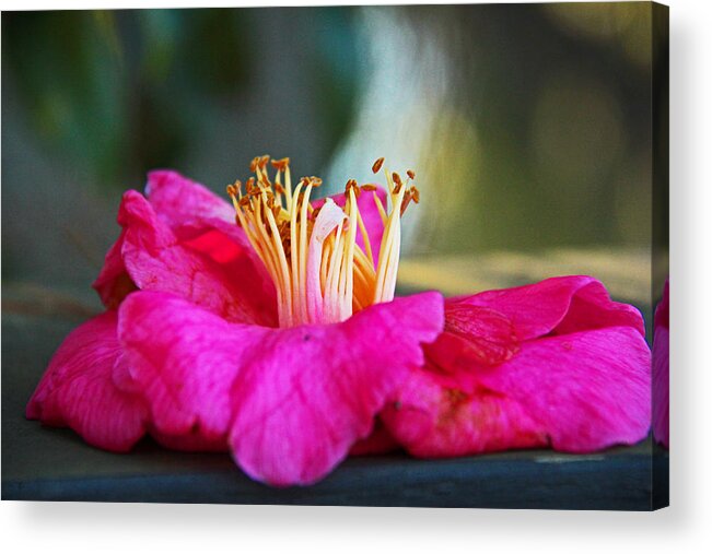 Flower Acrylic Print featuring the photograph Glencairn Garden 020 by Andy Lawless