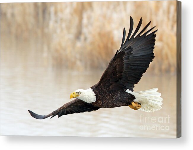 Eagles Acrylic Print featuring the photograph Glide By by Bill Singleton