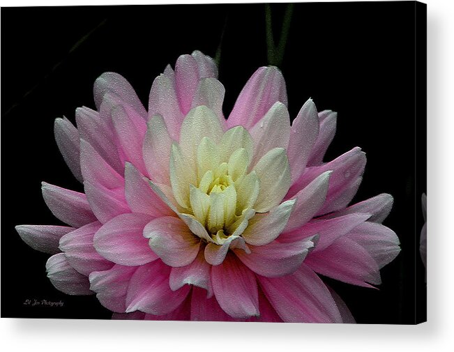 Dahlia Acrylic Print featuring the photograph Glistening Dahlia Radiance by Jeanette C Landstrom