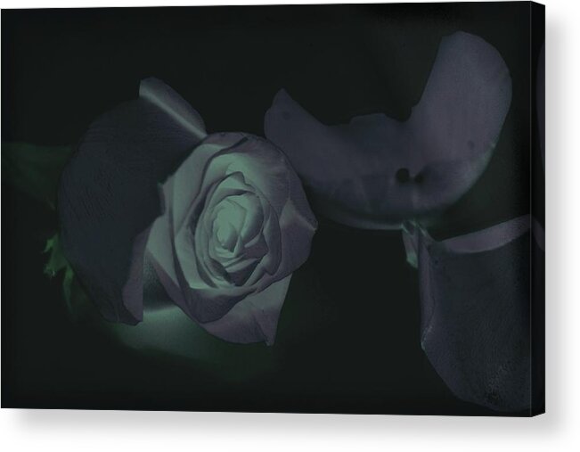 Rose Acrylic Print featuring the photograph Glow In The Dark by Davandra Cribbie