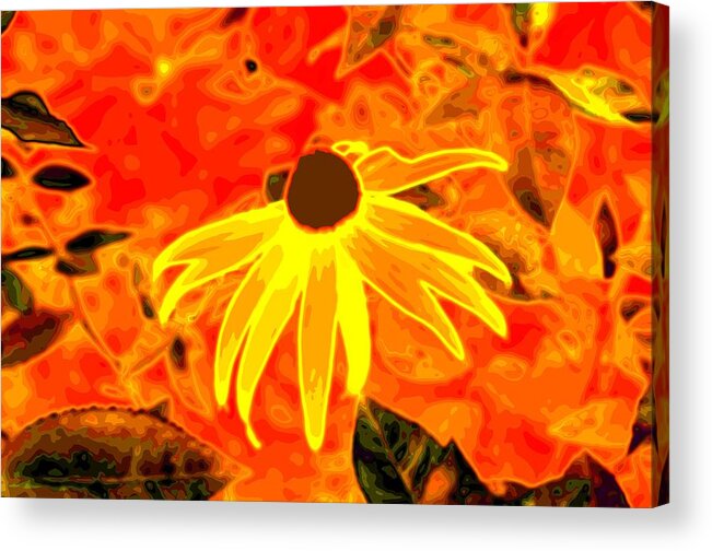 Black-eyed Susan Acrylic Print featuring the photograph Glowing Embers by Laureen Murtha Menzl