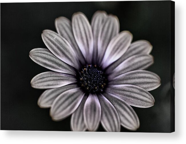 Digital Acrylic Print featuring the photograph Glowing by John Hoey