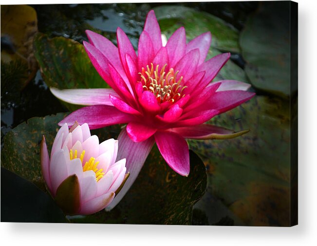 Water Lilies Acrylic Print featuring the photograph Glowing Water Lilies. by Terence Davis