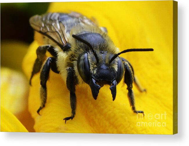 Bee Acrylic Print featuring the photograph Go Ahead Make My Day by Bob Christopher