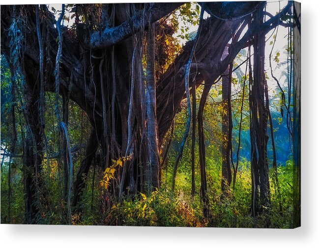 Banyan Acrylic Print featuring the photograph Goan Banyan Tree. India by Jenny Rainbow