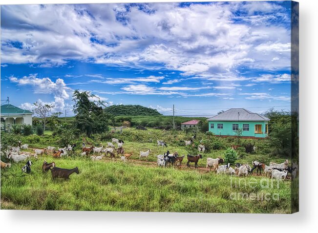 Goat Acrylic Print featuring the photograph Goat Idyll by Olga Hamilton