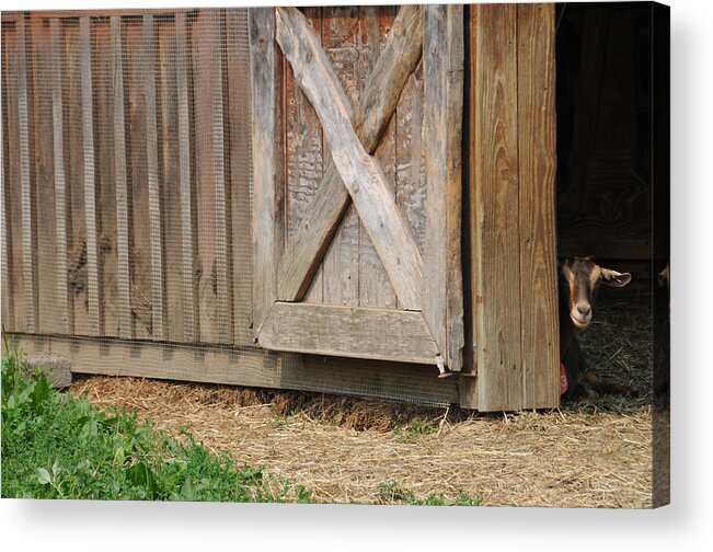 Agricultural Acrylic Print featuring the photograph Goat Peeking Out Of Barn by Bonnie Sue Rauch