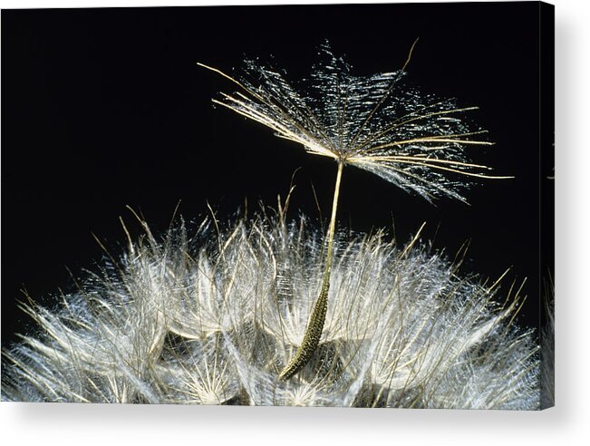 Botany Acrylic Print featuring the photograph Goats Beard Seeds by Perennou Nuridsany