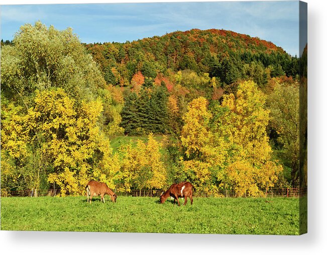 Scenics Acrylic Print featuring the photograph Goats On Pasture, Palatinate Forest by Jochen Schlenker