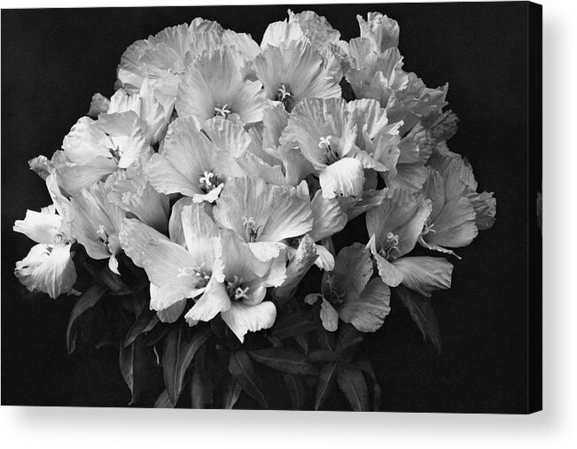 Flowers Acrylic Print featuring the photograph Godetia Wild Roses by Reginald A. Malby