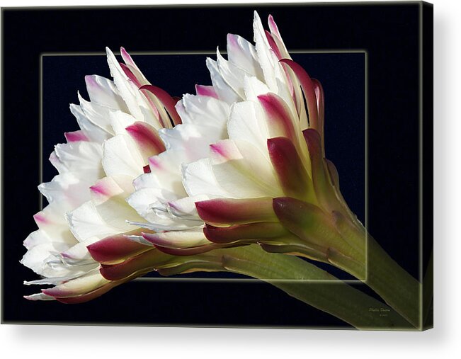 Flowers Acrylic Print featuring the photograph God's Trumpets by Phyllis Denton