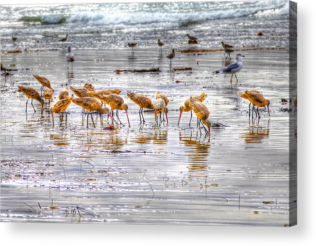 Godwits Acrylic Print featuring the photograph Godwits at San Elijo Beach by Dusty Wynne