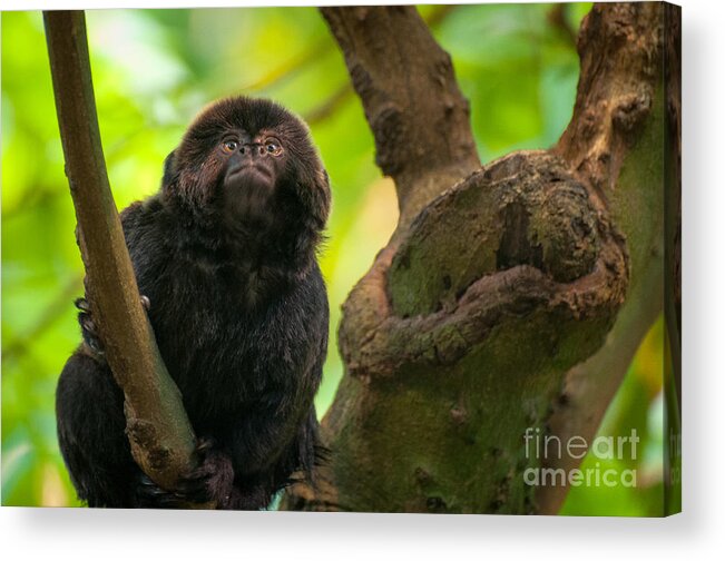 Goeldi's Callimico Acrylic Print featuring the photograph Goeldi's Callimico by Bianca Nadeau