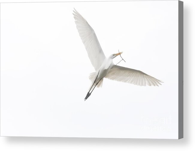 Great White Egret Acrylic Print featuring the digital art Going Home by Jayne Carney