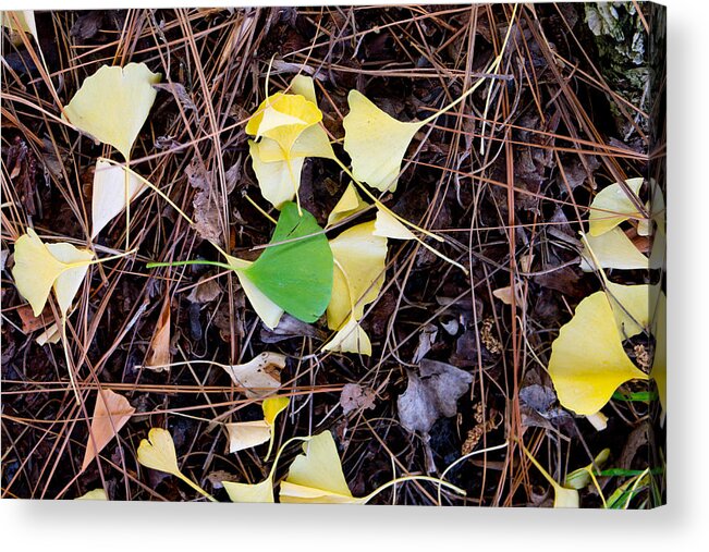 Gingko Acrylic Print featuring the photograph Gold and Green Gingko Leaves by Laura Iverson