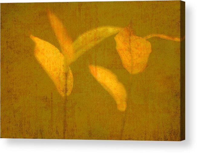 Gold Acrylic Print featuring the photograph Gold Leaves by Suzanne Powers