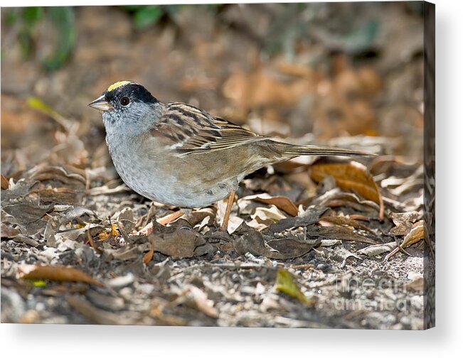 Fauna Acrylic Print featuring the photograph Golden-crowned Sparrow by Anthony Mercieca