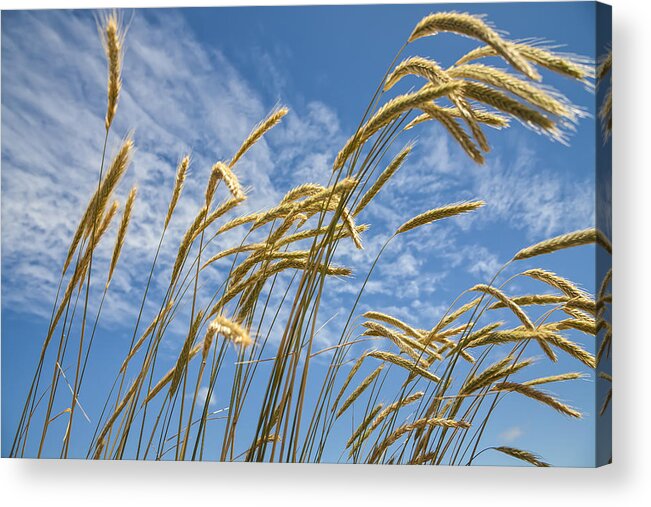 Grass Acrylic Print featuring the photograph Golden Field by Caitlyn Grasso