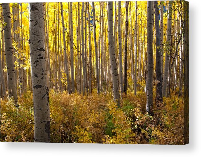 Aspen Acrylic Print featuring the photograph Golden Glow by Cascade Colors