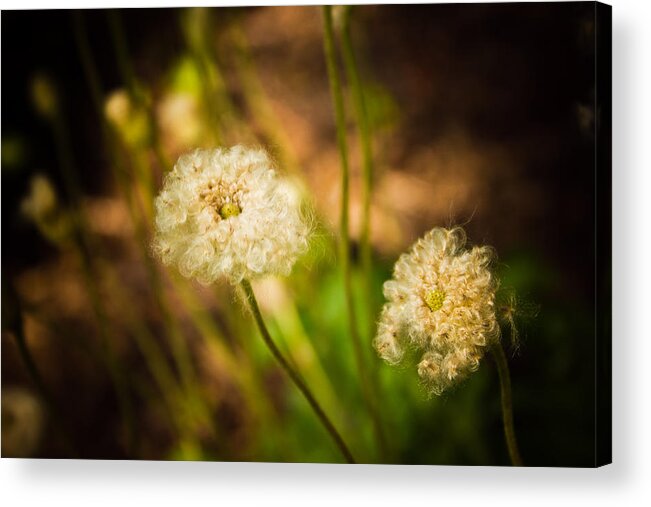 Flower Photo Acrylic Print featuring the photograph Golden Hour by Sara Frank