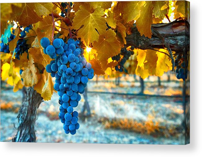  Acrylic Print featuring the photograph Golden leaves with grapes by Lynn Hopwood