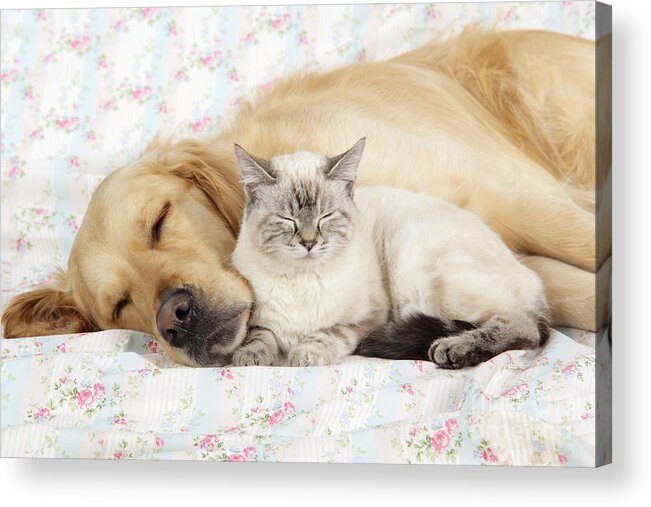 Dog Acrylic Print featuring the photograph Golden Retriever And Cat by John Daniels