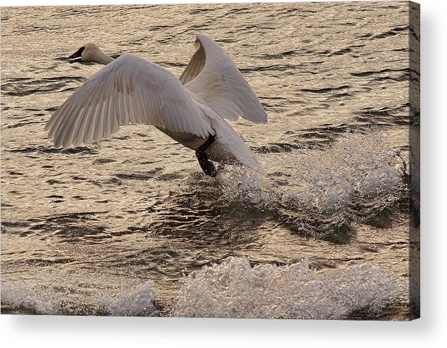 Trumpeter Swans Acrylic Print featuring the photograph Golden Splashes by Leda Robertson